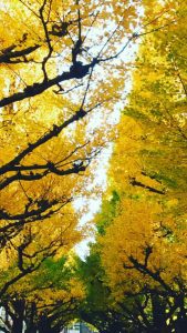 王子日記20171122