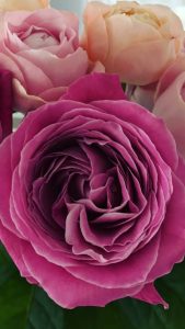 王子日記20171124