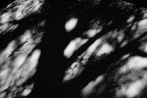 王子日記20171130