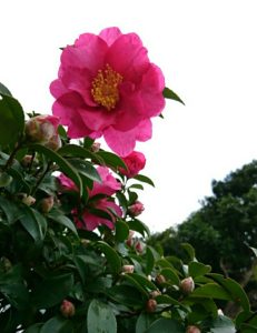 王子日記20171211