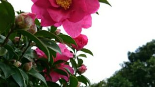 王子日記20171211