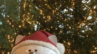 王子日記20171204