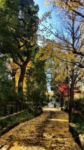 王子日記20171210