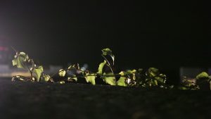 王子日記20171202