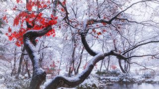 王子日記20180108