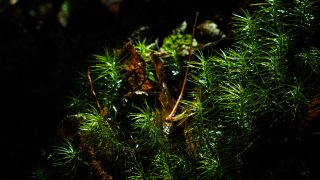 王子日記20180117