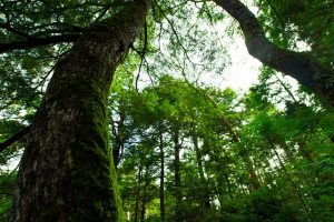 王子日記20180118