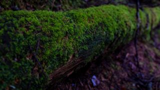 王子日記20180105